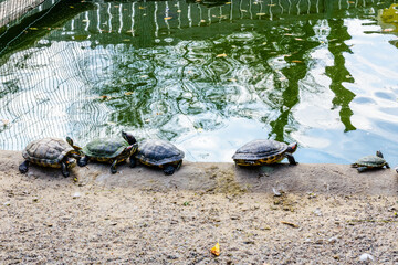 Fototapeta na wymiar Turtles on a bank of the small pond
