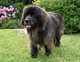 Fototapeta premium Terre-neuve