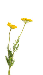 tansy isolated