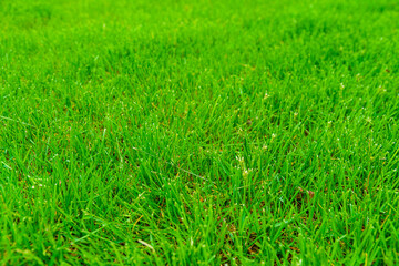 Background of the green grass. Eco concept. Selective focus
