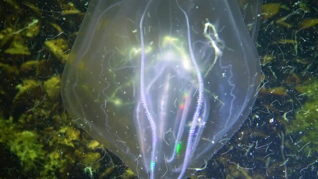 Ctenophores, comb invader to the Black Sea, jellyfish Mnemiopsis leidy. Ukraine