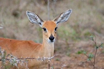Naklejka na ściany i meble Steenbok Antelope portrait in Kruger National Park
