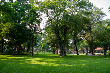 Fototapeta na wymiar single tree on green healthy grass in a large park