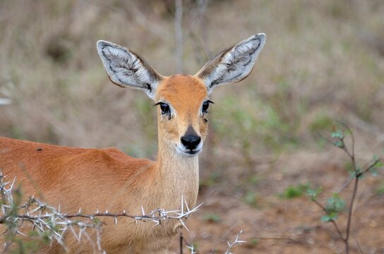 Steenbok Antelope portrait in Kruger National Park