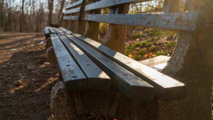 Bench in the woods on a sunny day