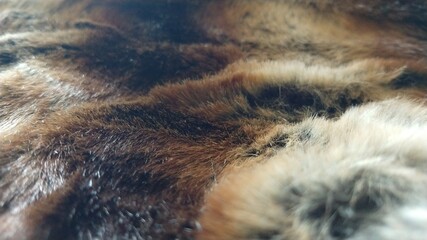Dog fur texture