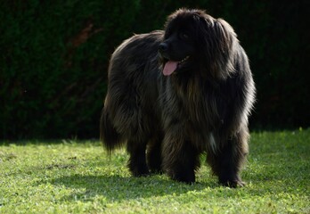 Fototapeta premium Terre-neuve