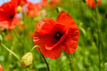 Wild red poppy plants blossoming at spring