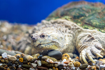 A snapping turtle with large claws on the gravel in the water