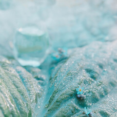 Perfume in a blue glass bottle lies on a green leaf Hosta. Nearby are lilac flowers. Background. Copy space. Blank label for branding mock-up, Natural beauty product concept.