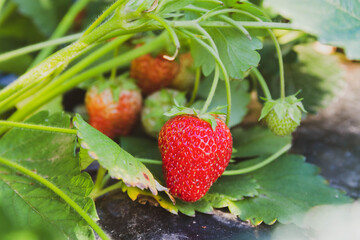 Lots of ripe red strawberries on a Bush in the garden. Green leaves on a bed of berries.
