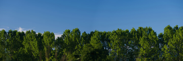 Panoramic view of poplar trees and blue sky. Spring background