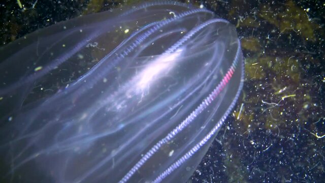Ctenophores, comb invader to the Black Sea, jellyfish Mnemiopsis leidy. Ukraine