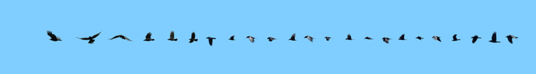 Raven flight sequence.