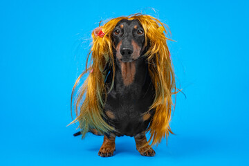 funny dog dachshund in a bright yellow wig in curlers on a blue background. Grooming and care a pet.