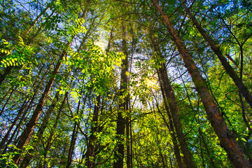 View of the forest and trees in the forest. The concept of walking in the fresh air, rich forest vegetation, trees.