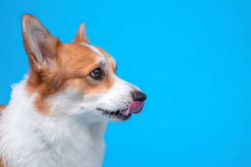 Portrait of a cute dog welsh corgi pembroke shows tongue and lick on a blue background. cheerful and happiness of the animal