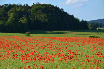 Rapsfeld mit Mohnblumen
