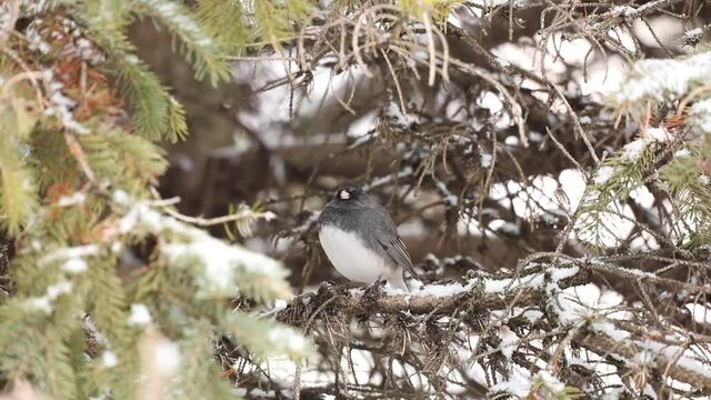 Dark eyed junco on spruce branch tree
