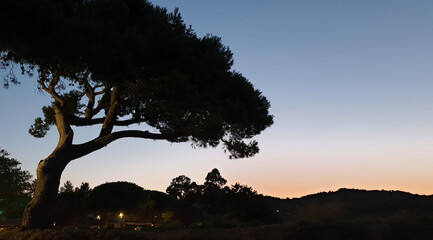 Fototapeta na wymiar Silhouettes d'arbres au coucher de soleil