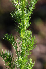 Scentless false mayweed leaves ( Tripleurospermum inodorum ) with green thin pinnately lobed blades