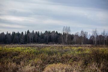 Landscape fields and forests. Beautiful landscape of the autumn forest.