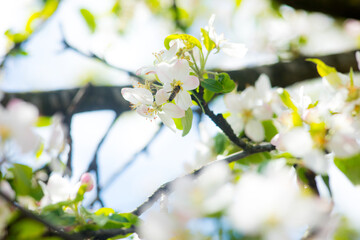 Beautiful blooming tree at light blue sky background. Spring floral texture. Copy space. Natural bokeh, tenderness. Bee on flower, focus on bee