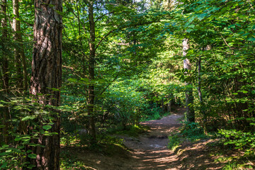A path in the Monticolo forest full of summer greenery in Italian South Tyrol