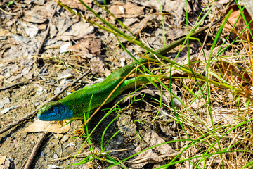 Male of the european green lizard (Lacerta viridis) at summer