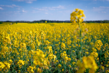 Obraz premium yellow canola field in spring