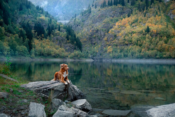 dog on a stone on a mountain lake in autumn. Traveling with a pet. red Nova Scotia Duck Tolling Retriever on nature background