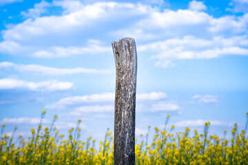 wooden pole in the field