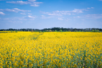 yellow rape field blooming in spring
