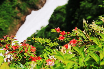 鳥海山　鉾立展望台からの景色　山ツツジと奈曽谷雪渓