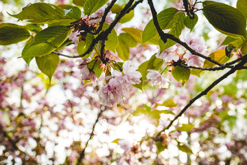 cherry blossom in spring at day light