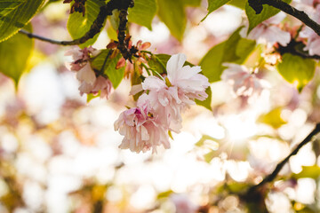 pink cherry blossom in bright light
