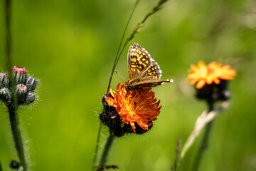 Nahaufnahme Schmetterling