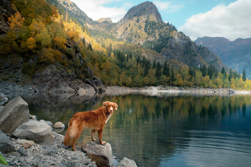 dog on a stone on a mountain lake in autumn. Traveling with a pet. red Nova Scotia Duck Tolling Retriever on nature background