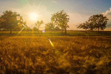 Naklejka na ściany i meble Sunlight with lens flaire over wheat field in early summer or late spring. Countryside scenery or landscape.
