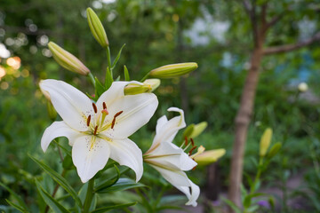 Beautiful flower white lily in the garden.