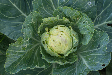 Obraz premium Cabbage eaten insects and pests on an agricultural field.