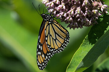 Monarch butterfly on the flower of the milkweed plant. The monarch is a milkweed butterfly and is threatened by severe habitat loss in much of the USA. 