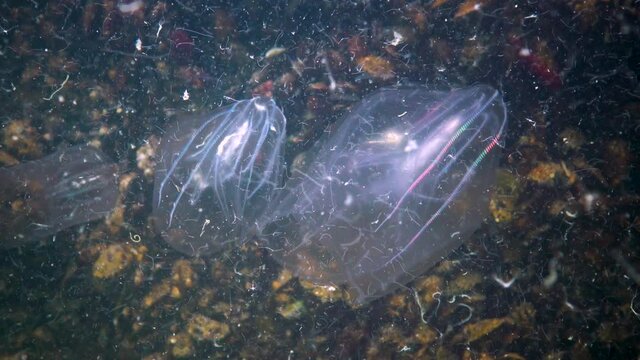 Ctenophores, comb invader to the Black Sea, jellyfish Mnemiopsis leidy. Ukraine