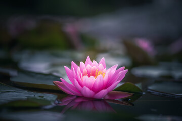 pink lotus flower or waterlily 