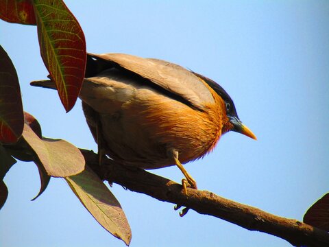Brahminy myna or brahminy starling (Sturnia pagodarum ) sitting on the tree branch, selective focus blur background