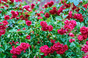 bushes rosa chinensis. blooming garden of roses. natural background