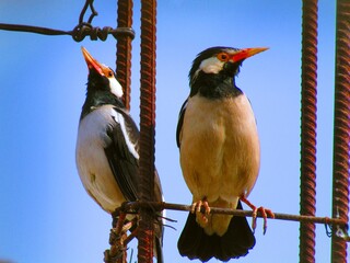 birds, summer, beak, feather, together, wings, branch, puffy, blue, blur, grey, lowland, cute,...