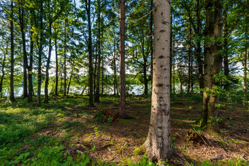 Waldabschnitt am Schacherteich bei Kremsmünster in Oberösterreich