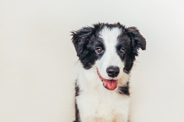 Funny studio portrait of cute smiling puppy dog border collie isolated on white background. New lovely member of family little dog gazing and waiting for reward. Pet care and animals concept.
