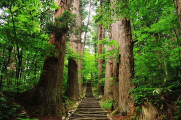 山形　出羽三山の初夏　羽黒山の杉並木の参道　